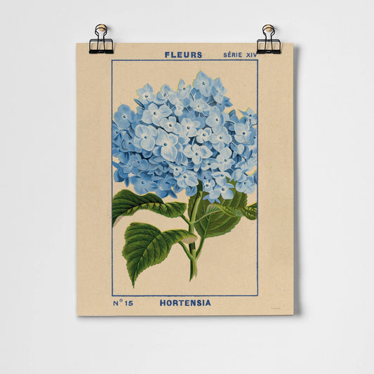 Hydrangea Fine Art Print