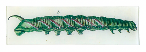 Caterpillar Rectangular Tray