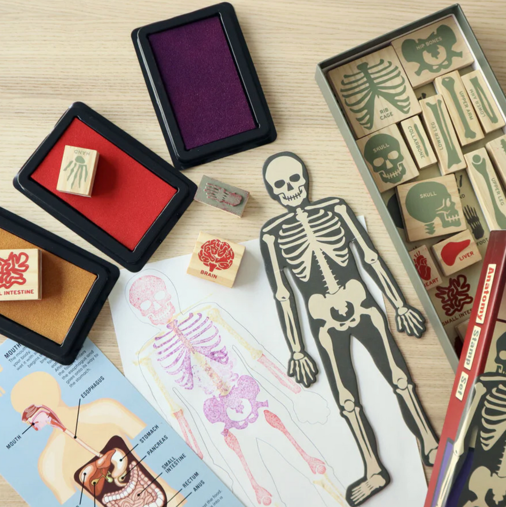 Anatomy Stamp Set